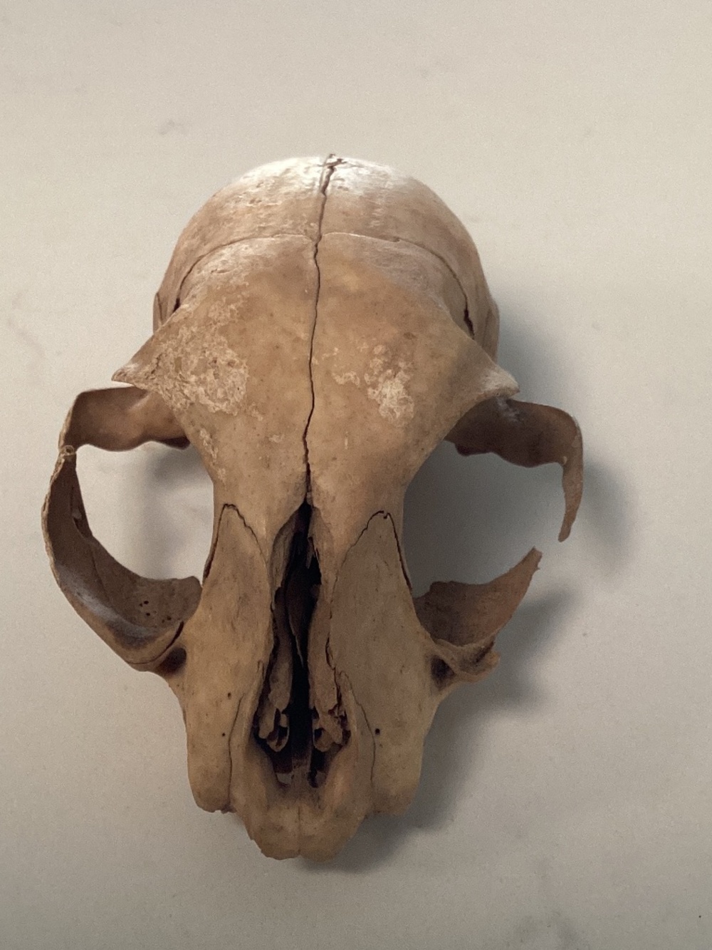 RARE Real Feline Domestic Cat Skull Taxidermy Bones Halloween Dia De Los Muertos
